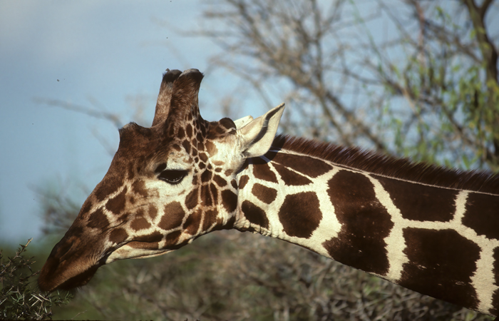 Reticulated_Giraffe_90_Kenya_005