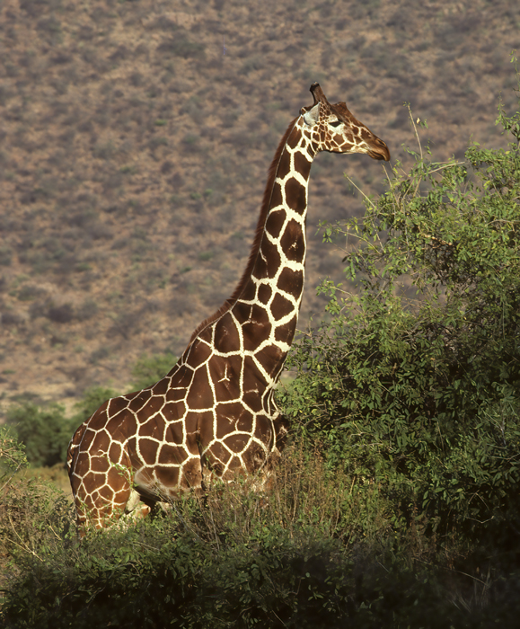 Reticulated_Giraffe_90_Kenya_006