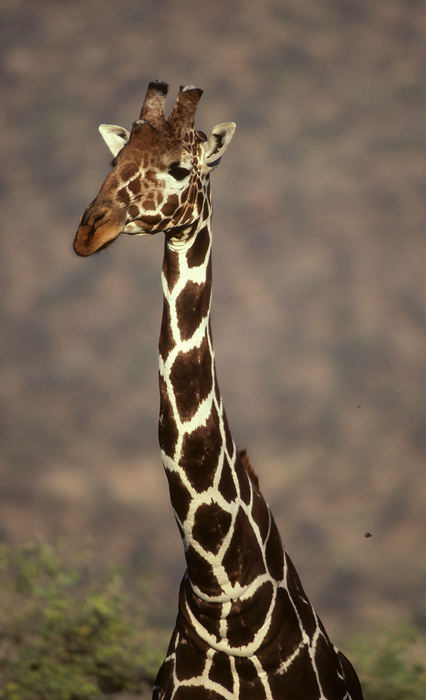 Reticulated_Giraffe_90_Kenya_007