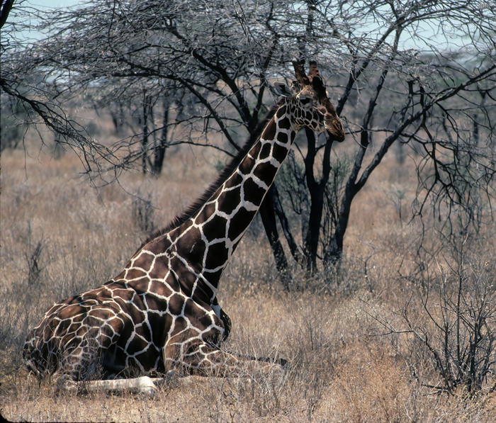 Reticulated_Giraffe_90_Kenya_008