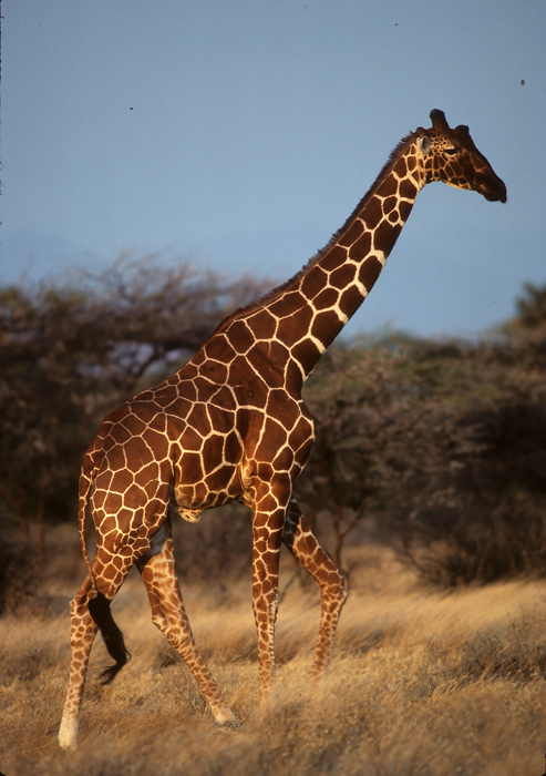 Reticulated_Giraffe_90_Kenya_009