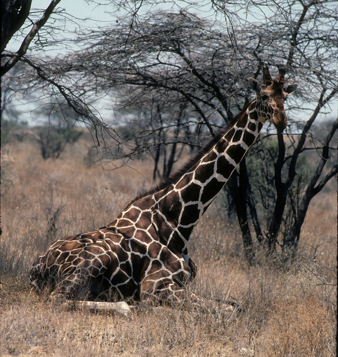 Reticulated_Giraffe_90_Kenya_010