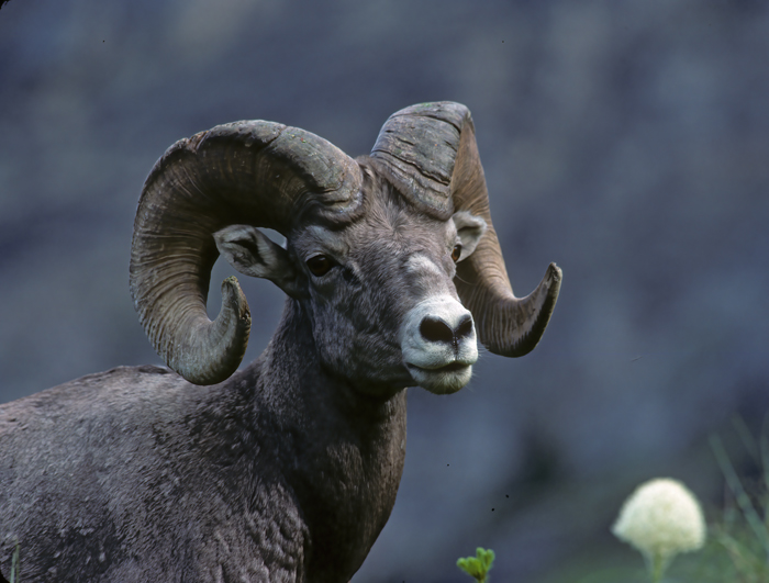 Rocky_Mountain_Bighorn_Sheep_89_MT_002