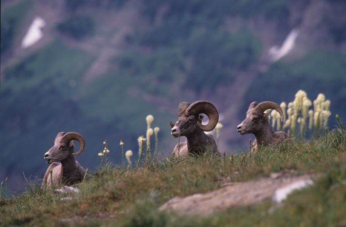 Rocky_Mountain_Bighorn_Sheep_89_MT_010