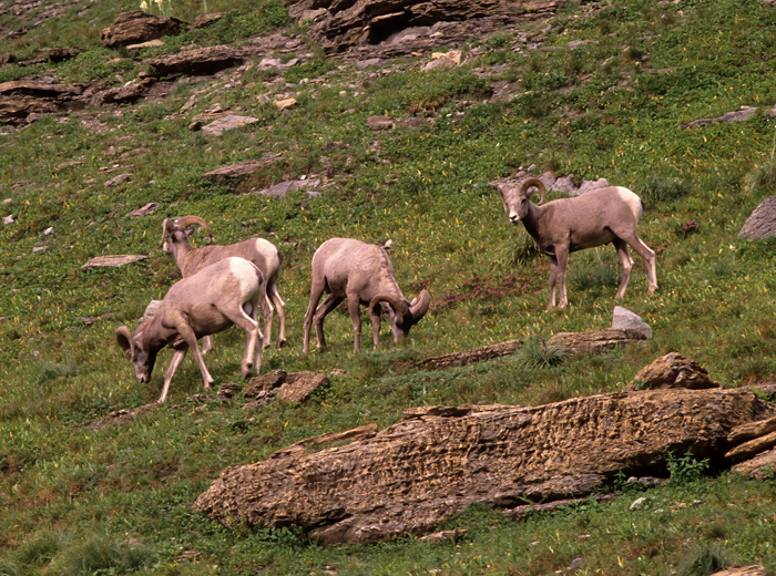 Rocky_Mountain_Bighorn_Sheep_89_MT_011