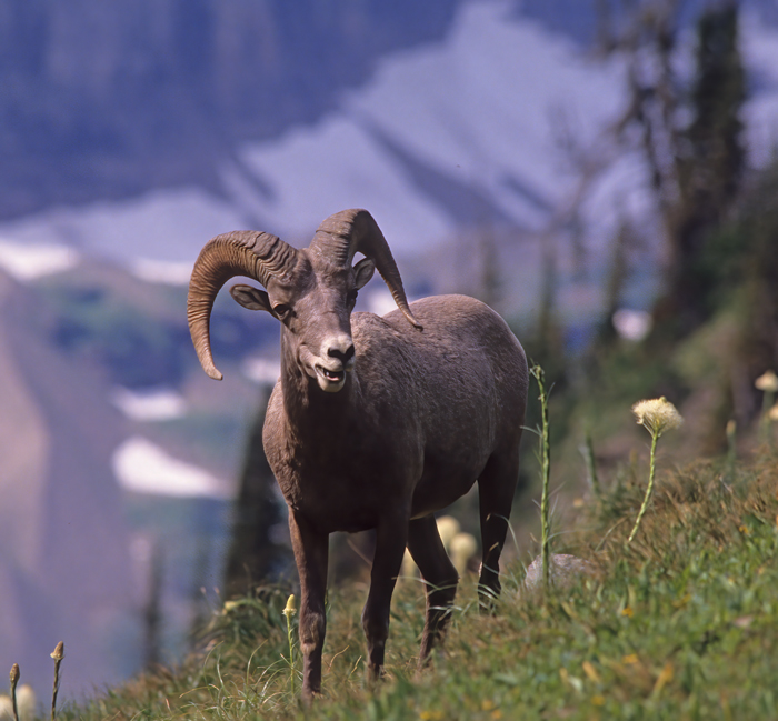 Rocky_Mountain_Bighorn_Sheep_89_MT_012