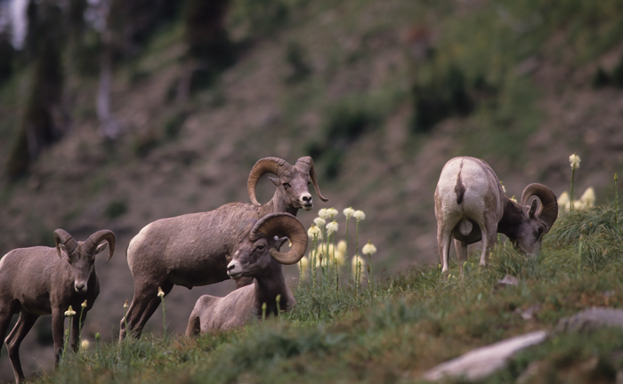 Rocky_Mountain_Bighorn_Sheep_89_MT_014