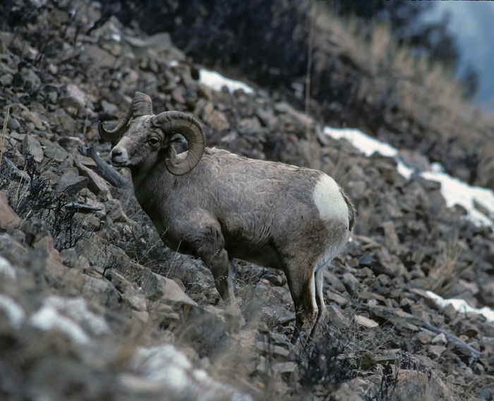Rocky_Mountain_Bighorn_Sheep_92_WY_002