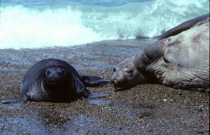 Southern_Elephant_Seal_92_Argentina_001