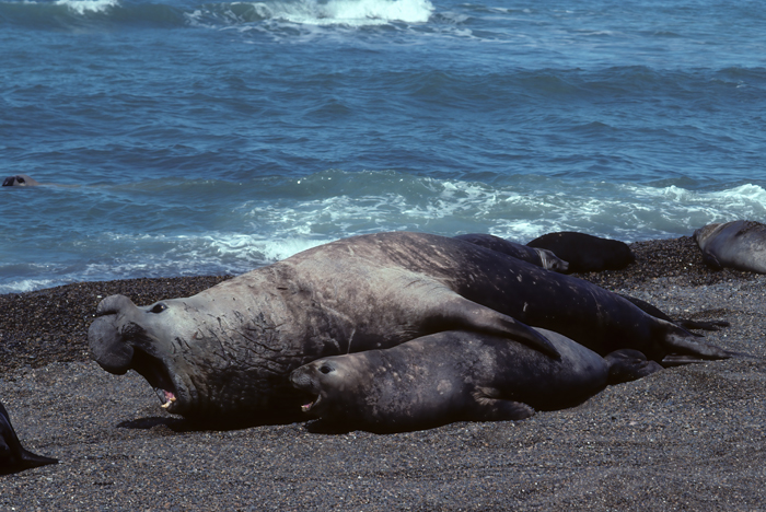 Southern_Elephant_Seal_92_Argentina_003