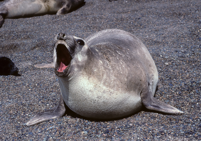 Southern_Elephant_Seal_92_Argentina_004