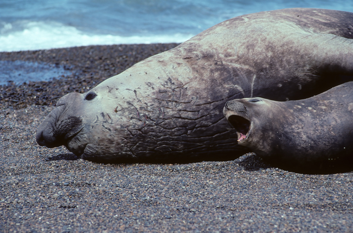 Southern_Elephant_Seal_92_Argentina_005