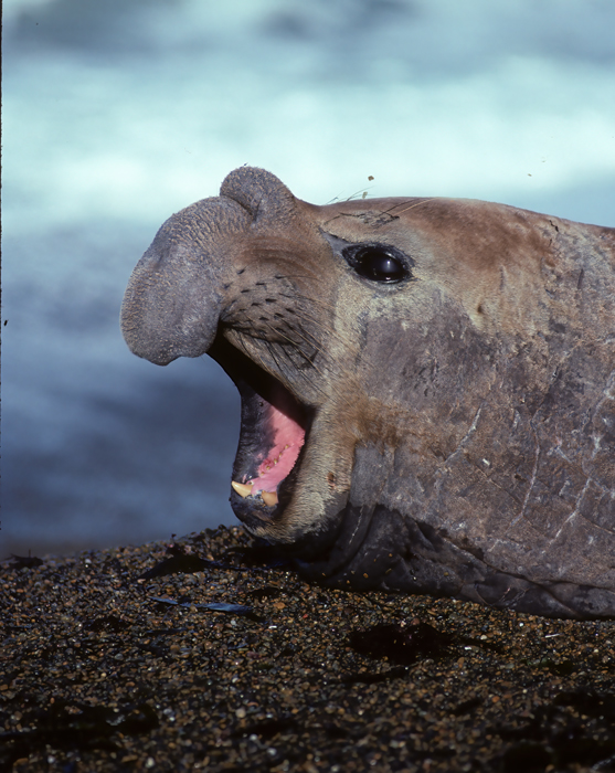 Southern_Elephant_Seal_92_Argentina_007