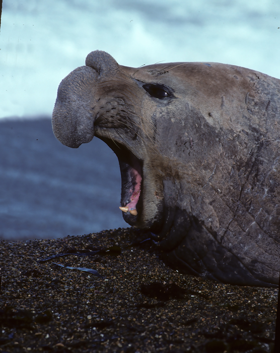 Southern_Elephant_Seal_92_Argentina_009