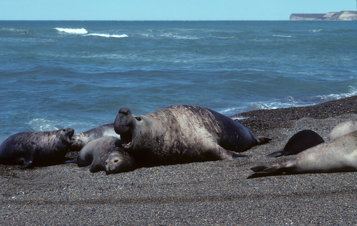 Southern_Elephant_Seal_92_Argentina_010
