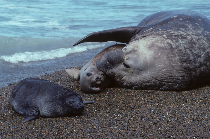 Southern_Elephant_Seal_92_Argentina_013