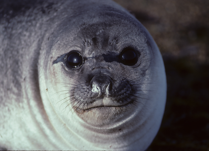 Southern_Elephant_Seal_92_Argentina_015