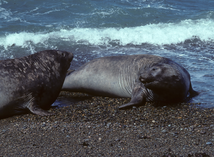 Southern_Elephant_Seal_92_Argentina_016