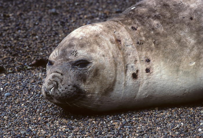 Southern_Elephant_Seal_92_Argentina_017