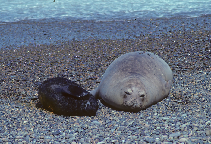 Southern_Elephant_Seal_92_Argentina_018