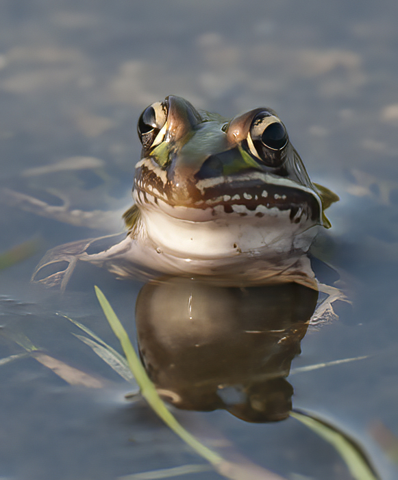 Southern_Leopard_Frog_06