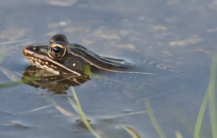 Southern_Leopard_Frog_10