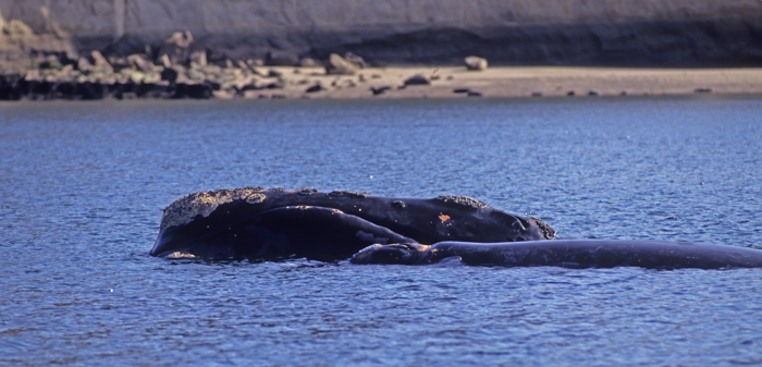 Southern_Right_Whale_92_Argentina_005