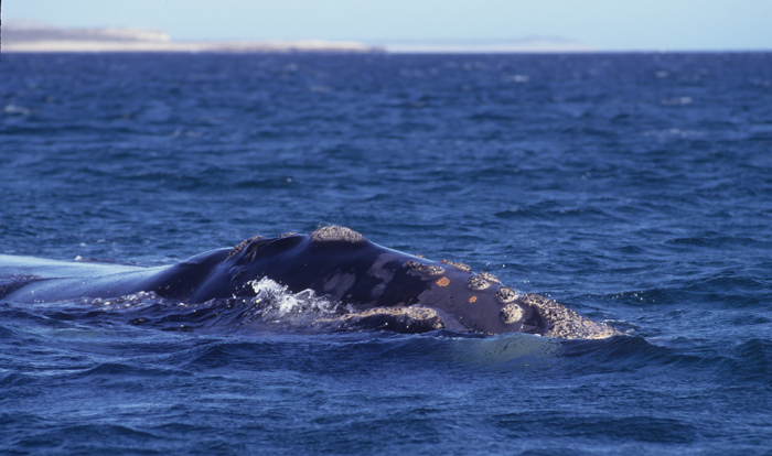 Southern_Right_Whale_92_Argentina_006