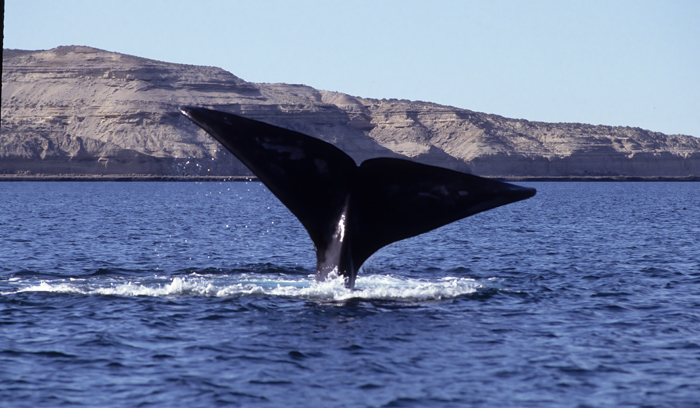 Southern_Right_Whale_92_Argentina_007