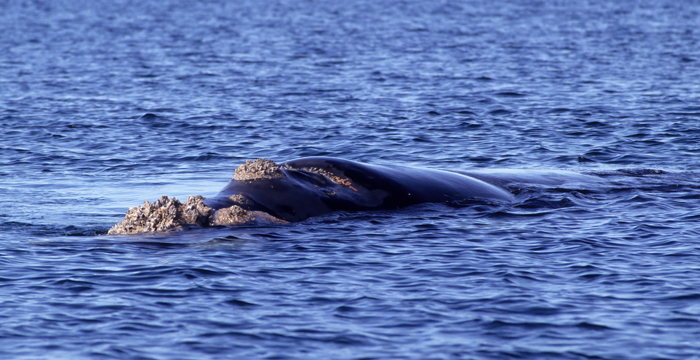 Southern_Right_Whale_92_Argentina_008