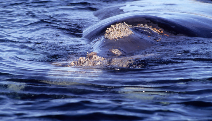 Southern_Right_Whale_92_Argentina_009