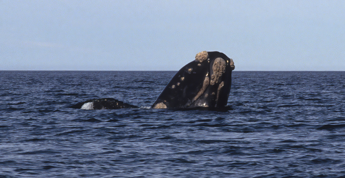 Southern_Right_Whale_92_Argentina_011