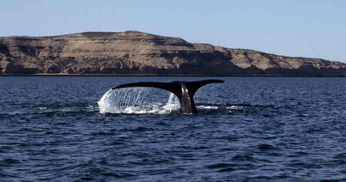 Southern_Right_Whale_92_Argentina_012
