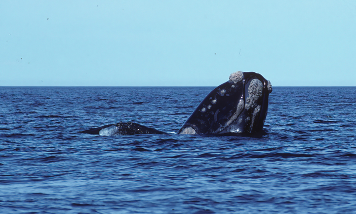 Southern_Right_Whale_92_Argentina_013