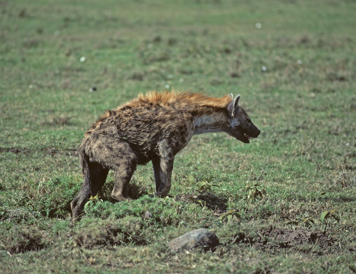 Spotted_Hyena_90_Kenya_002