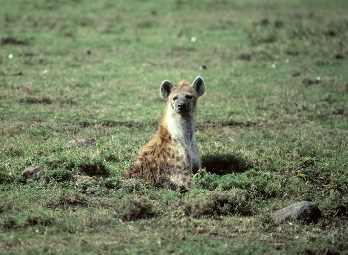 Spotted_Hyena_90_Kenya_003