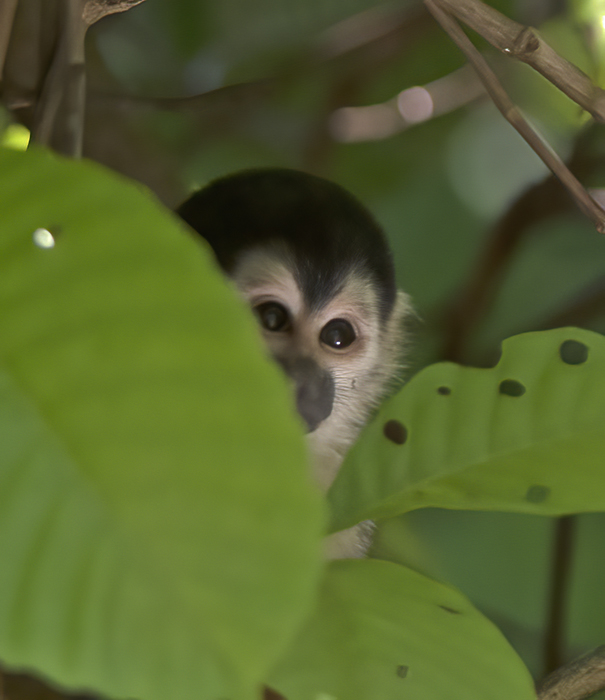 Squirrel_Monkey_17_Costa_Rica_009