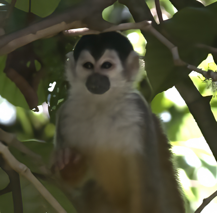Squirrel_Monkey_17_Costa_Rica_011