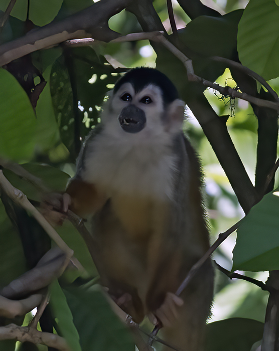 Squirrel_Monkey_17_Costa_Rica_013