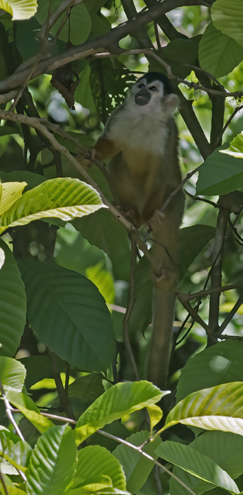 Squirrel_Monkey_17_Costa_Rica_014