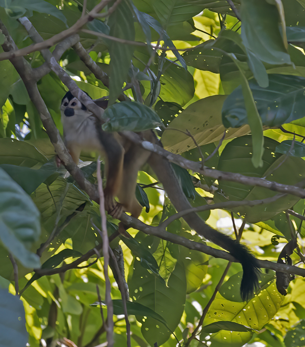 Squirrel_Monkey_17_Costa_Rica_023