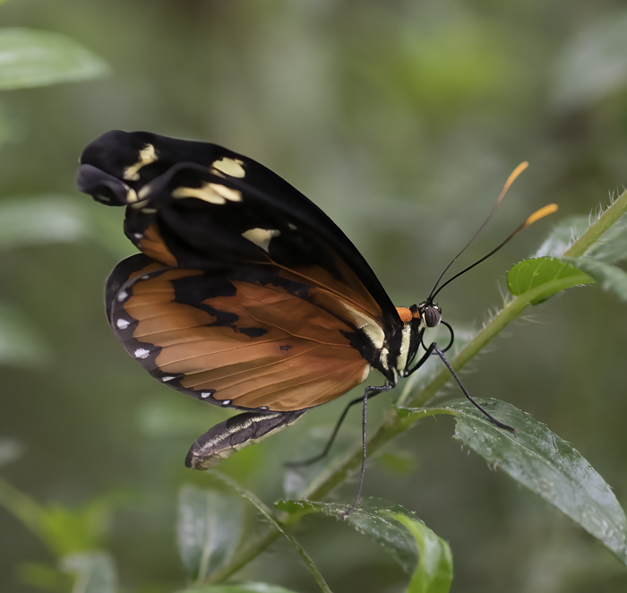 Tiger_Longwing_Butterfly_17_Costa_Rica_014
