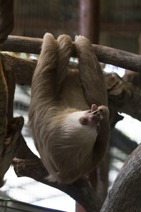 Two-toed_Sloth_18_Costa_Rica_005