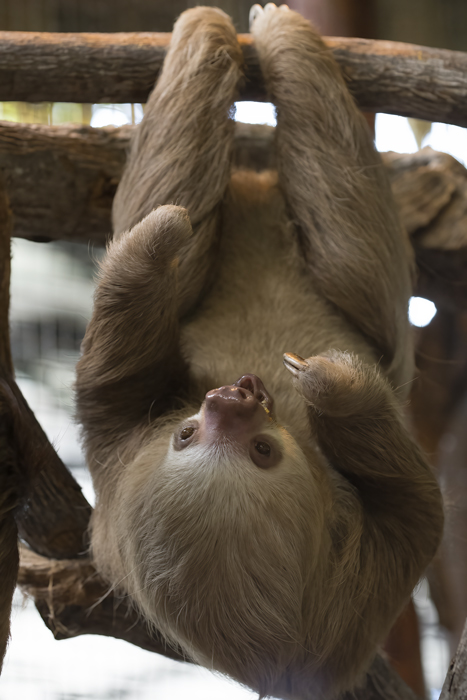 Two-toed_Sloth_18_Costa_Rica_017