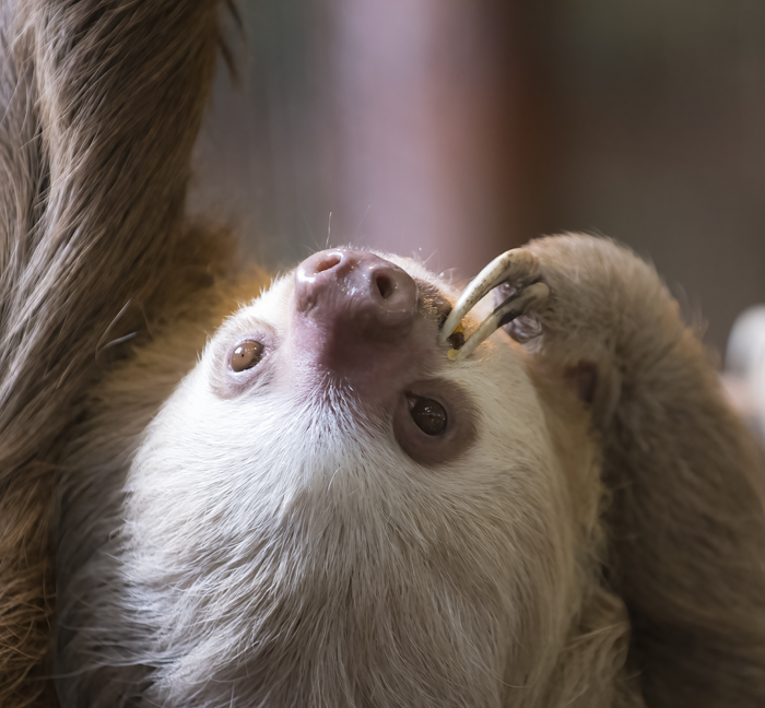 Two-toed_Sloth_18_Costa_Rica_031