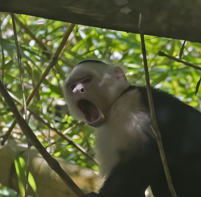White_headed_Capuchin_17_Costa_Rica_006