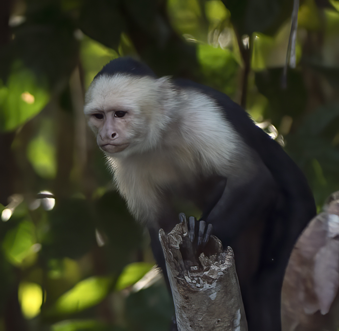 White_headed_Capuchin_17_Costa_Rica_045