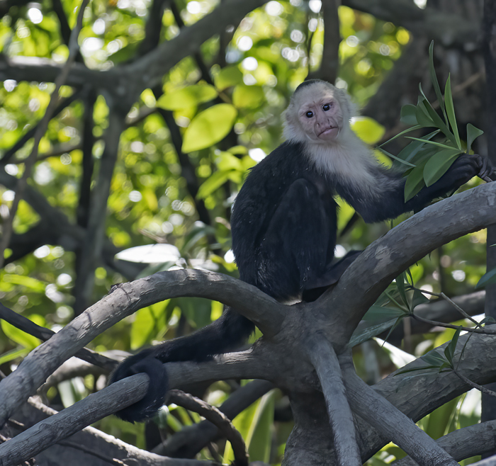 White_headed_Capuchin_17_Costa_Rica_057