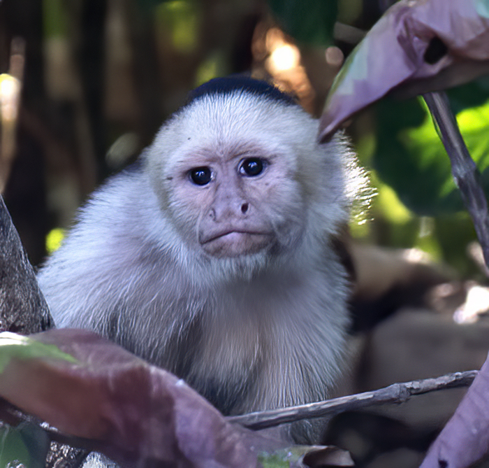 White_headed_Capuchin_17_Costa_Rica_062
