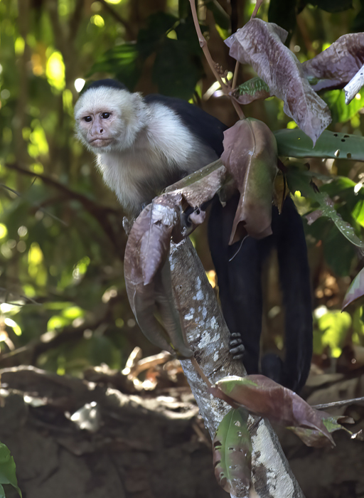 White_headed_Capuchin_17_Costa_Rica_065